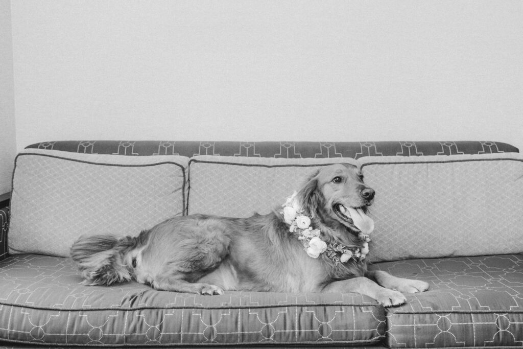 Couple’s dog wearing flowers, sitting happily during wedding preparations