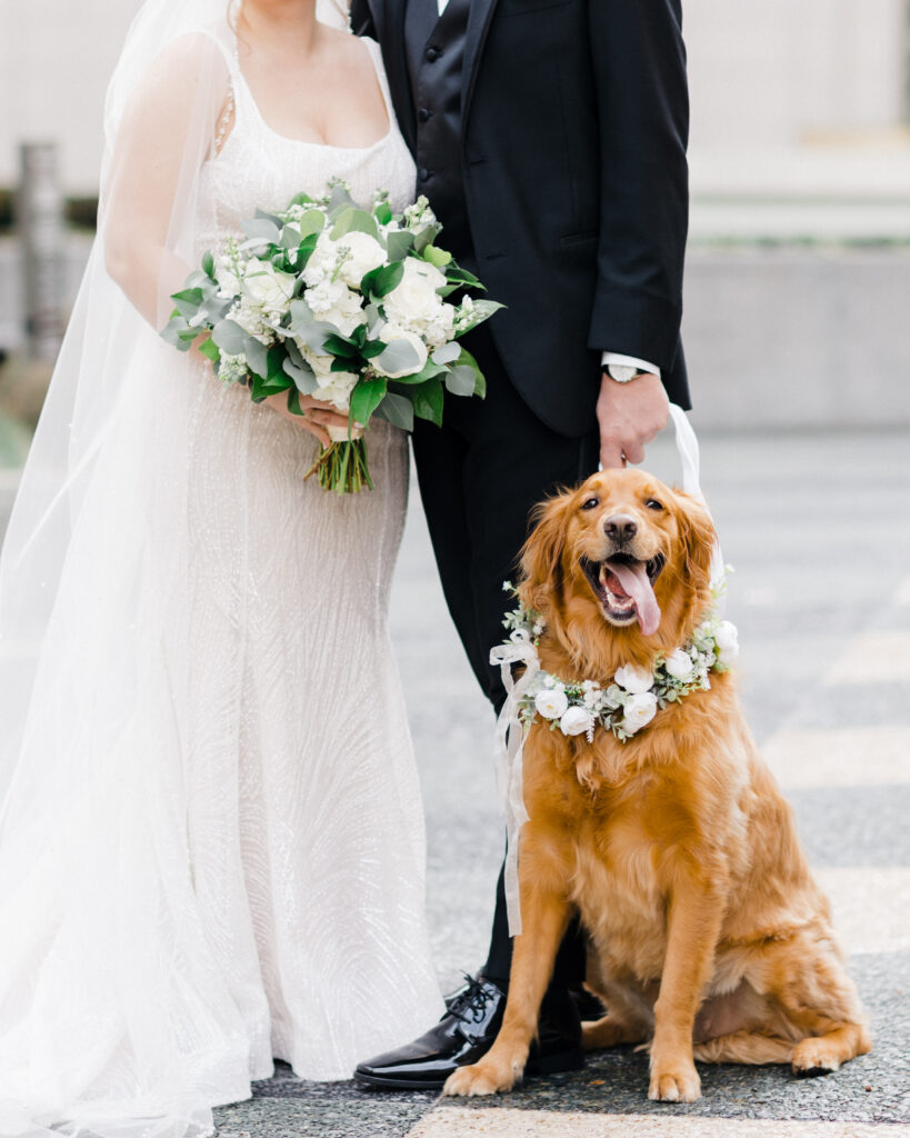 Couple’s dog wearing a floral collar, sitting proudly during wedding celebrations at Embassy Suites Pittsburgh Downtown.